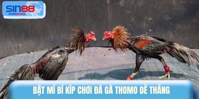 Bật mí bí kíp chơi đá gà Thomo dễ thắng