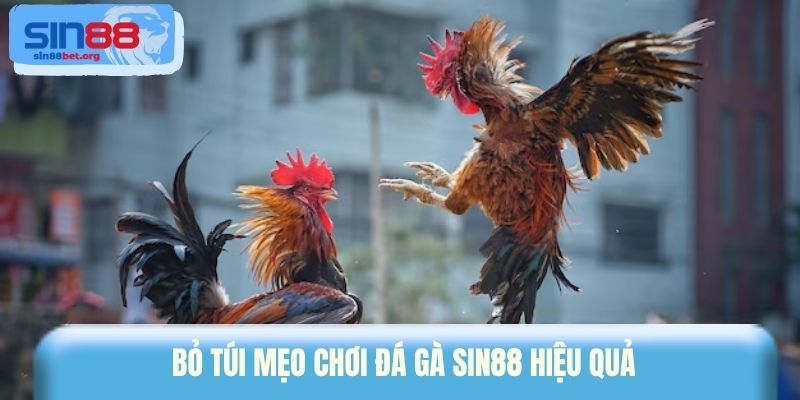 Bỏ túi mẹo chơi đá gà Sin88 hiệu quả 