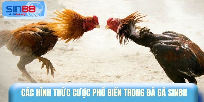 Các hình thức cược phổ biến trong đá gà Sin88