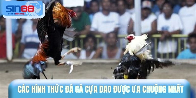 Các hình thức đá gà cựa dao được ưa chuộng nhất
