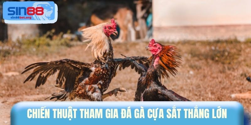 Chiến thuật tham gia đá gà cựa sắt thắng lớn