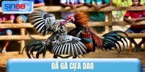 Đá Gà Cựa Dao