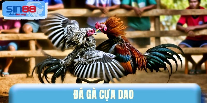 Đá Gà Cựa Dao