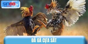 Đá Gà Cựa Sắt