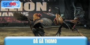 Đá Gà Thomo