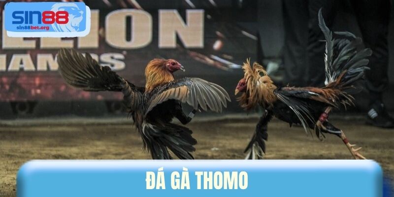 Đá Gà Thomo