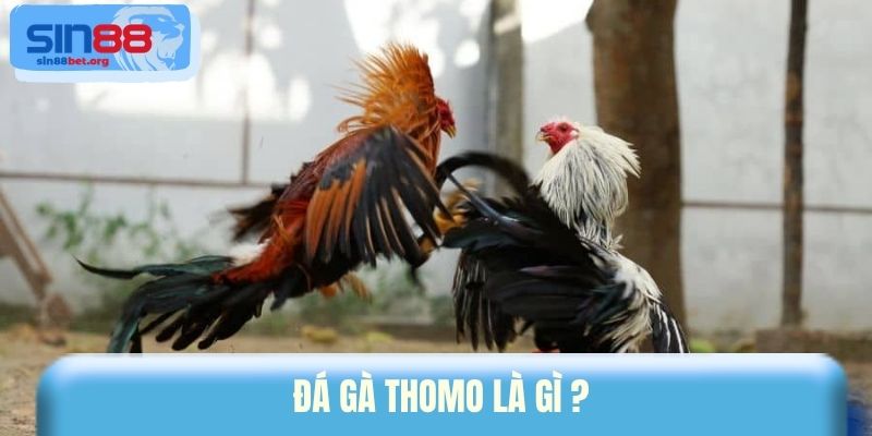 Đá gà Thomo là gì?