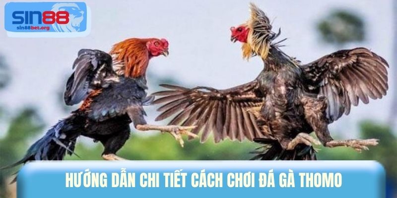 Hướng dẫn chi tiết cách chơi đá gà Thomo