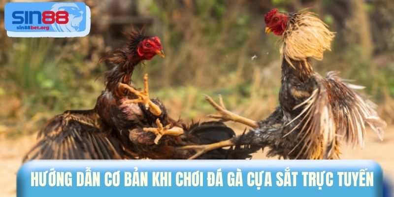 Hướng dẫn cơ bản khi chơi đá gà cựa sắt trực tuyến