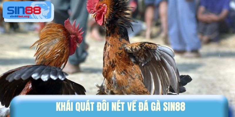 Khái quát đôi nét về đá gà Sin88