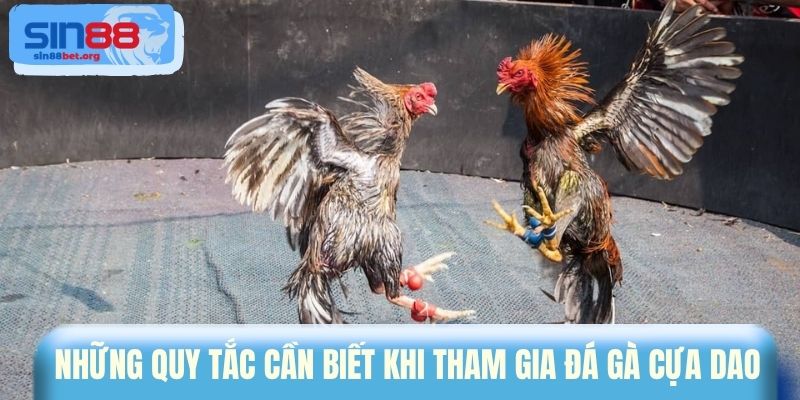 Những quy tắc cần biết khi tham gia đá gà cựa dao