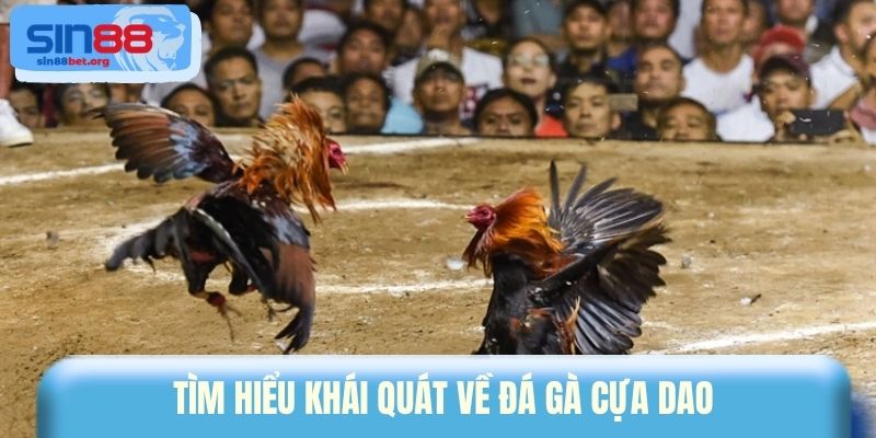 Tìm hiểu khái quát về đá gà cựa dao