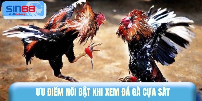 Ưu điểm nổi bật khi xem đá gà cựa sắt